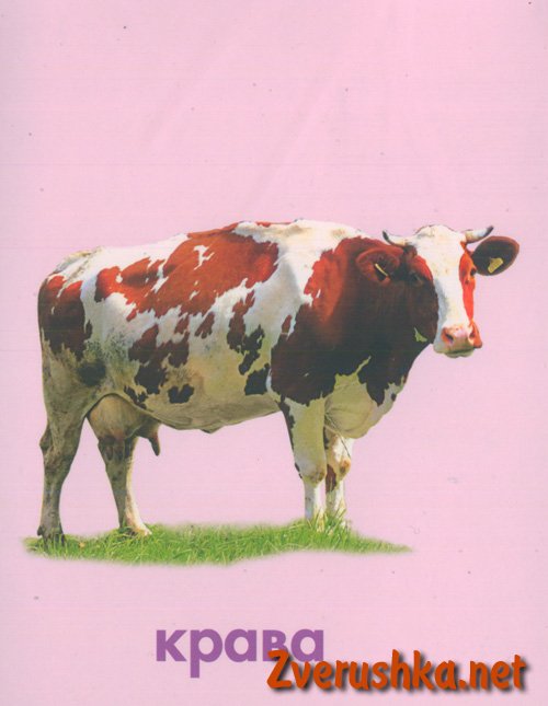 Крава